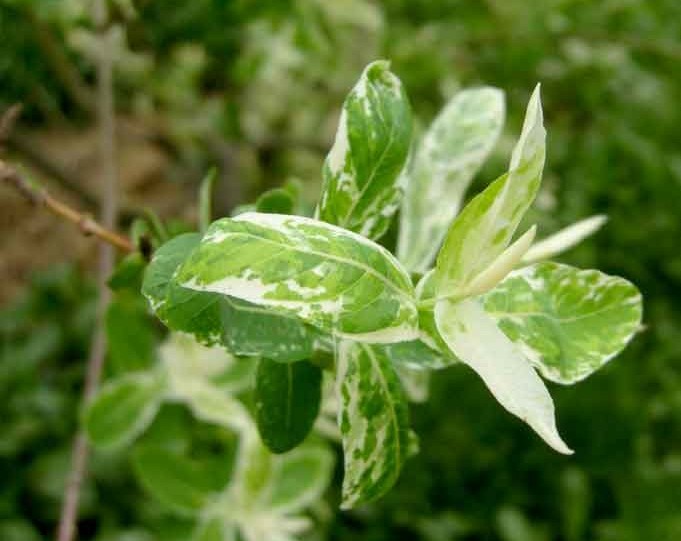 种名：彩叶杞柳
学名：Salix integra 'Hakuro Nishiki'
别名：花叶杞柳，花叶季柳，彩叶季柳，花叶柳
英文名：
科：杨柳科
属：柳属
彩叶杞柳形态特征：彩叶杞柳为落叶灌木，高1-3米，树冠广展，新叶具乳白和粉红色斑。