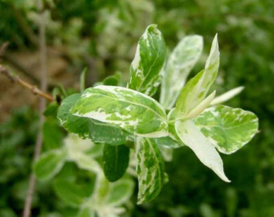 种名：彩叶杞柳
学名：Salix integra 'Hakuro Nishiki'
别名：花叶杞柳，花叶季柳，彩叶季柳，花叶柳
英文名：
科：杨柳科
属：柳属
彩叶杞柳形态特征：彩叶杞柳为落叶灌木，高1-3米，树冠广展，新叶具乳白和粉红色…