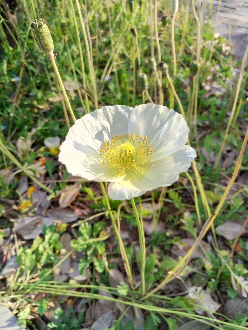 花花