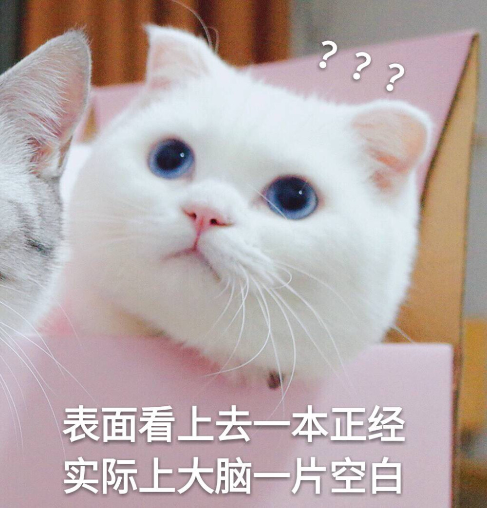 猫表情包 ？？？