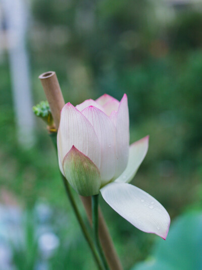 莲（Nelumbo nucifera，睡莲科，莲属多年生水生宿根草本植物，其地下茎称藕，能食用，叶入药，莲子为上乘补品，花可供观赏。是我国十大名花之一。是印度的国花。