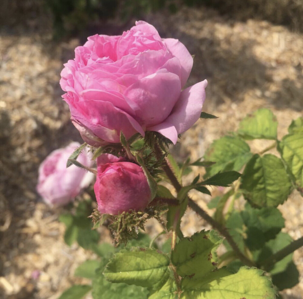 roseonly