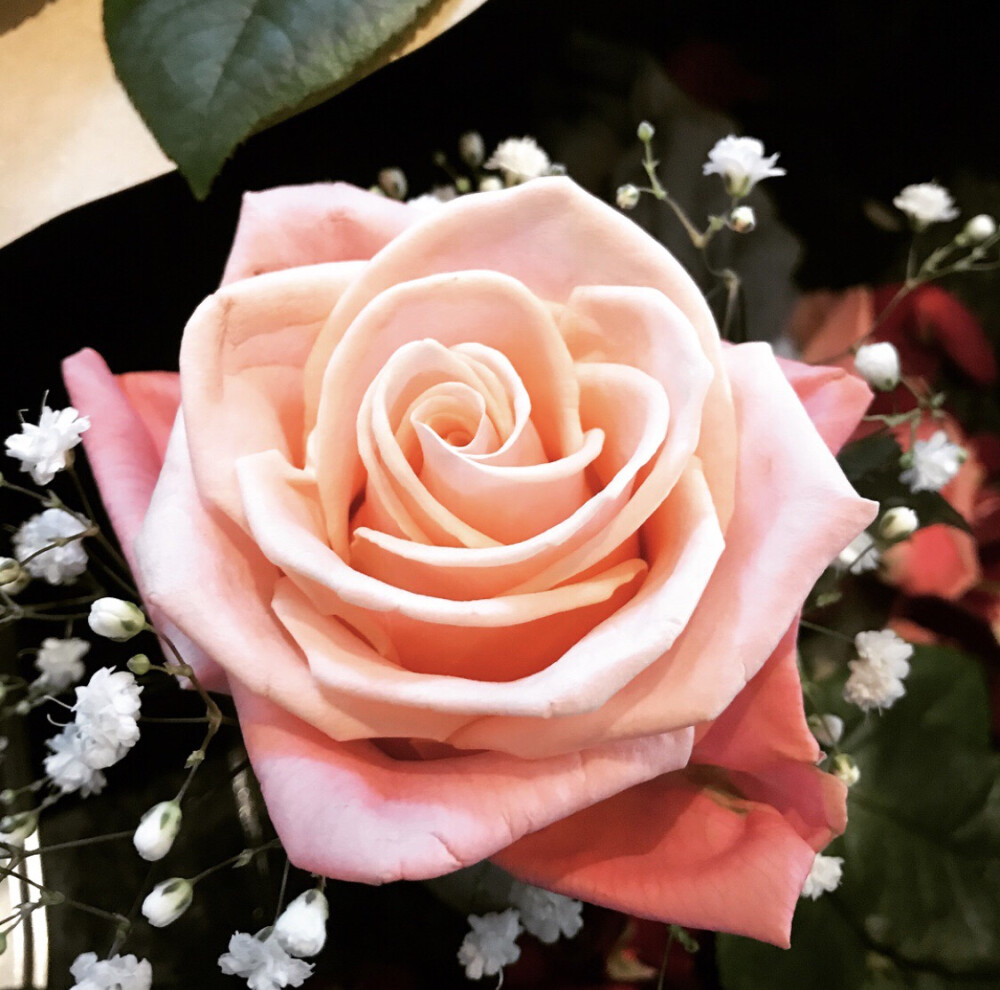 roseonly