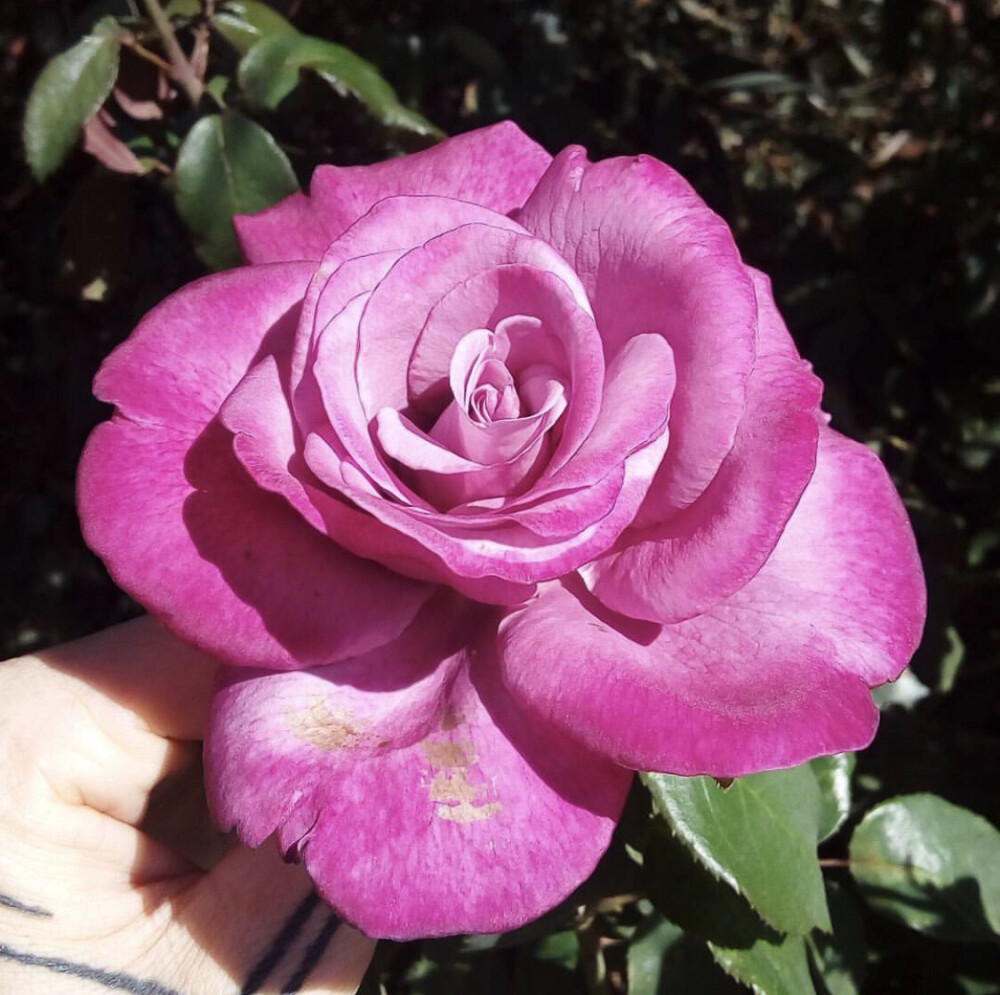 roseonly