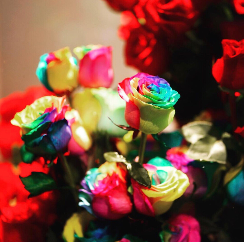 Roseonly七彩玫瑰