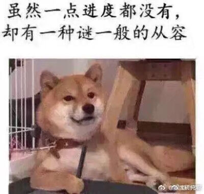 柴犬表情包画手写手