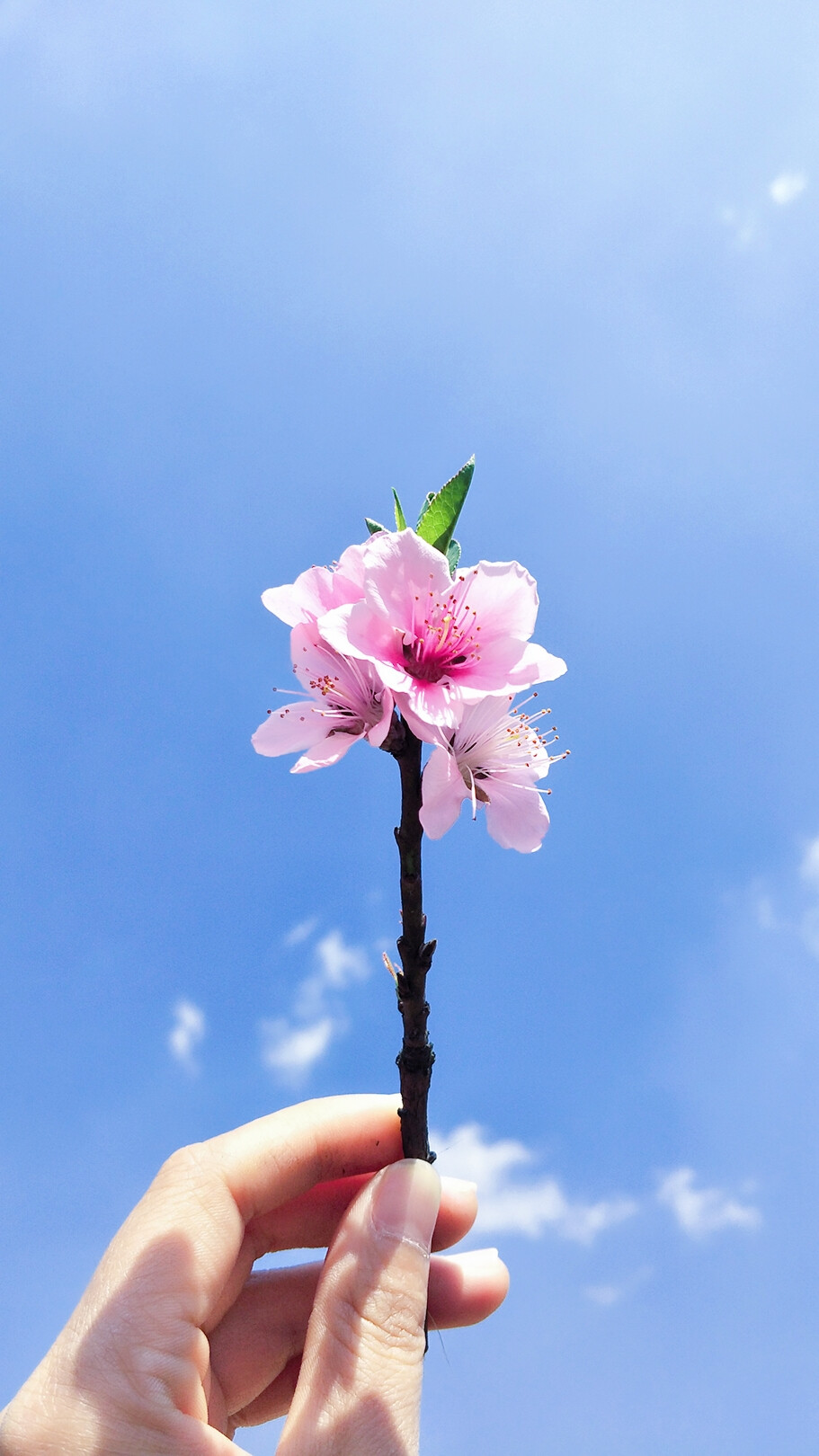 桃花朵朵開