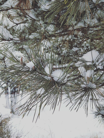 雪松树