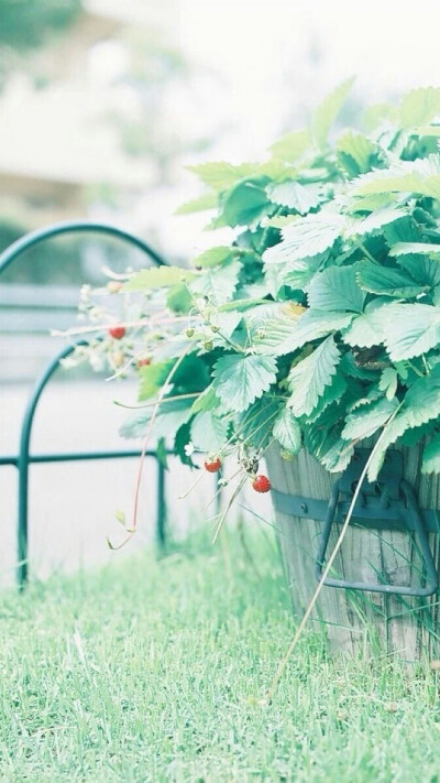 高清壁纸——风景静物