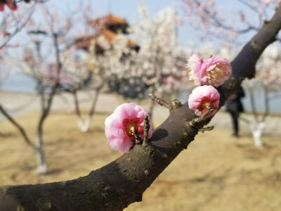 天气回暖，梅花也开的好，香香的，超可爱