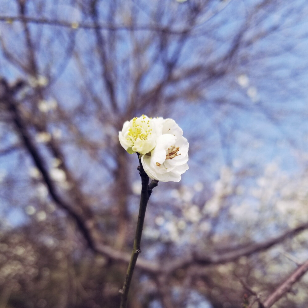 梅花 白色的花瓣 开起来很像樱花 香气清新