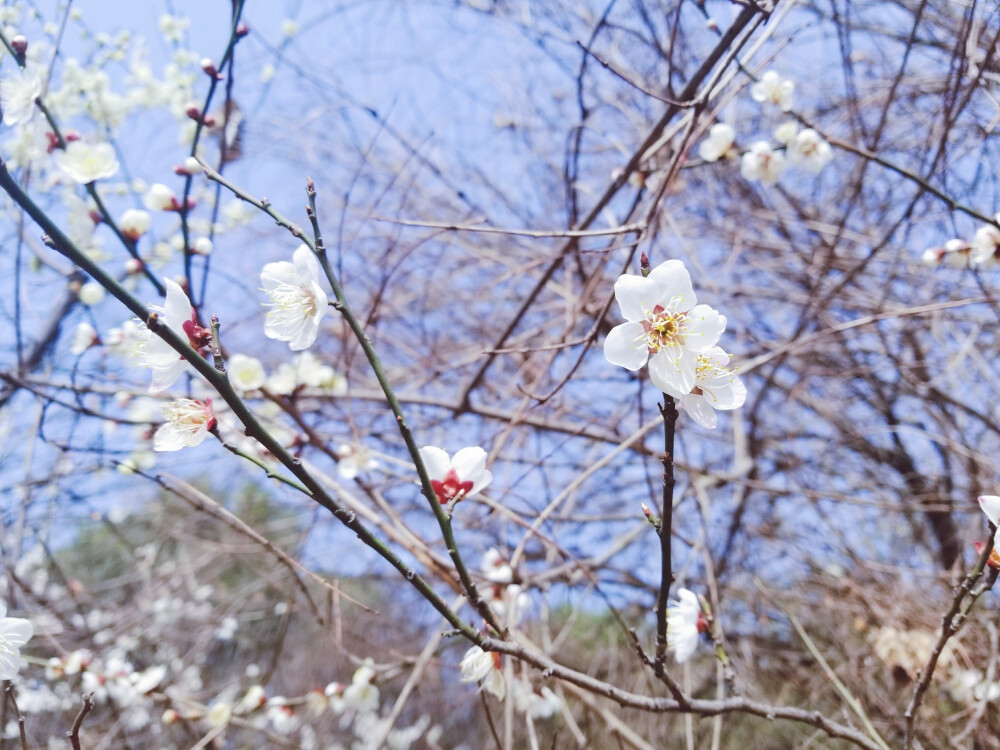 梅花 白色的花瓣 开起来很像樱花 香气清新