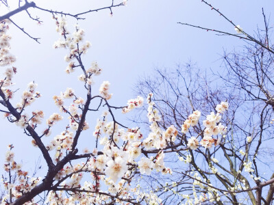 梅花 白色的花瓣 开起来很像樱花 香气清新