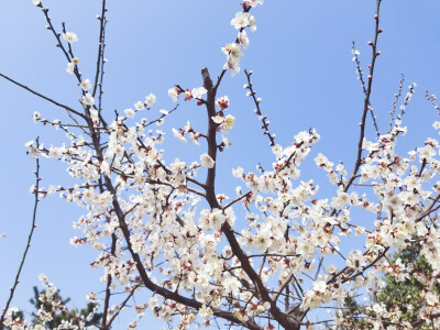 梅花 白色的花瓣 开起来很像樱花 香气清新