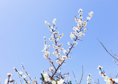 梅花 白色的花瓣 开起来很像樱花 香气清新