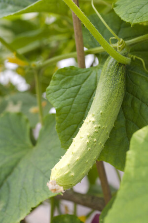 ✿「蔬果，之美」