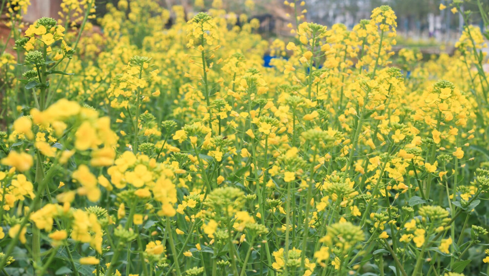 油菜花 春天