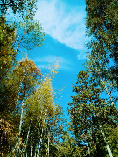 蹲在家门口晒太阳，我哥突然让我带水桶到茶山上施肥，我屁颠屁颠带着他儿子往山上跑，回来路上抬头一眼就看到这幅场景。