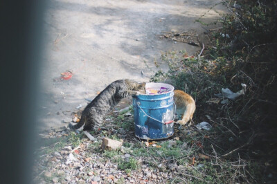 野猫 