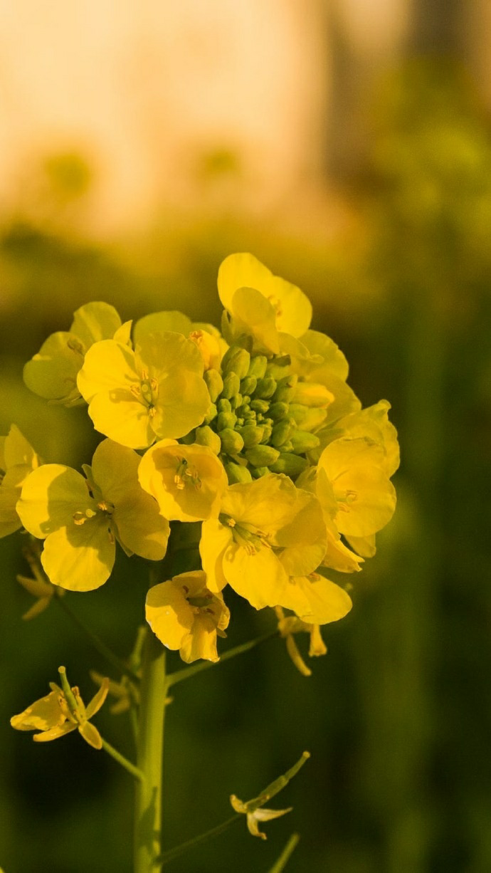 油菜花