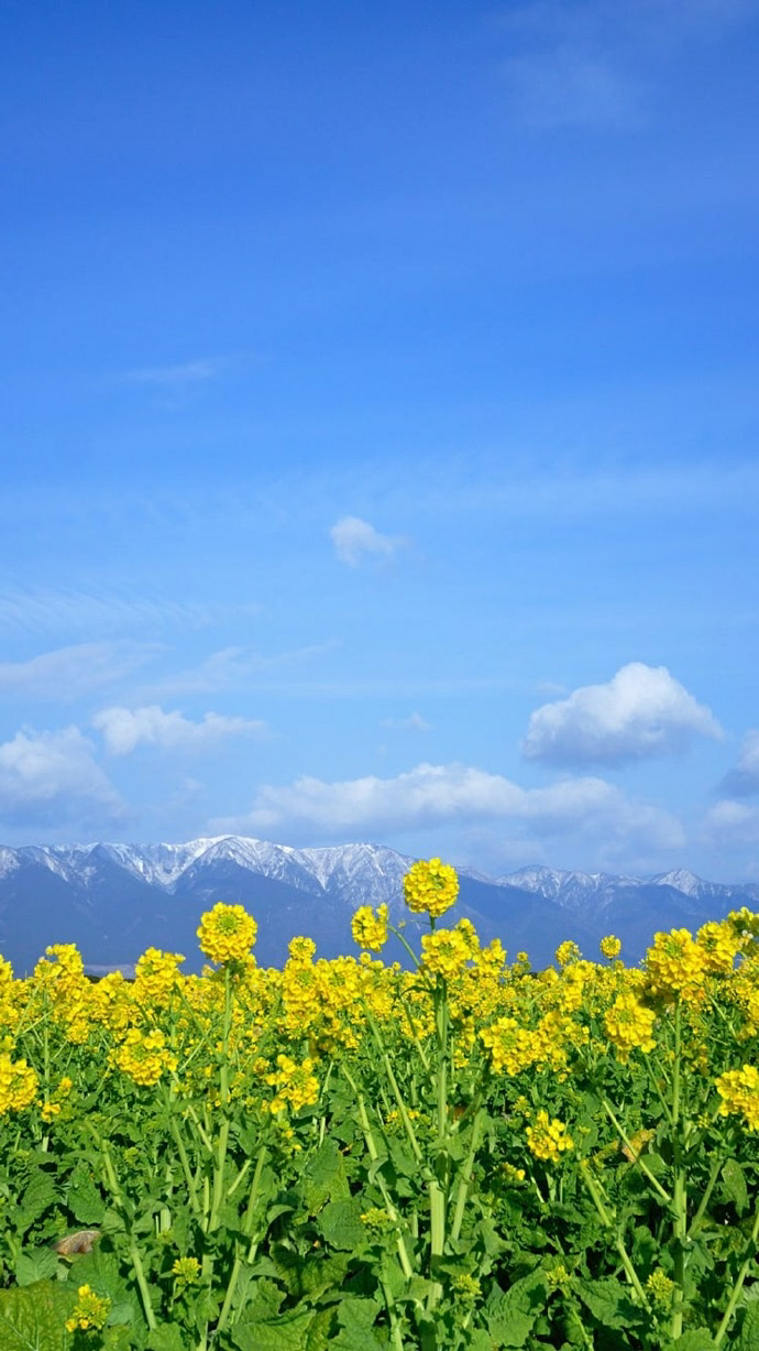 油菜花