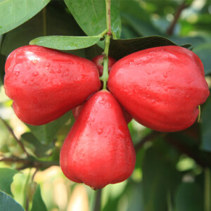 ✿「蔬果，之美」