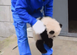 粘人的小熊猫