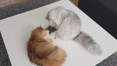 猫咪不是不吃草，只是没有遇到它最喜欢的草-------猫薄荷