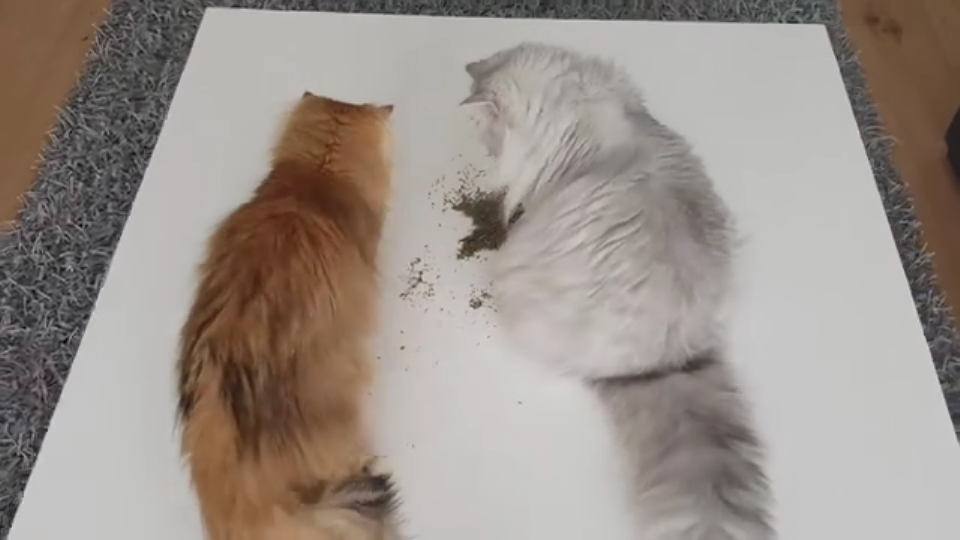 猫咪不是不吃草，只是没有遇到它最喜欢的草-------猫薄荷