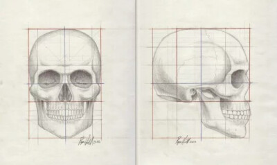 头骨素描