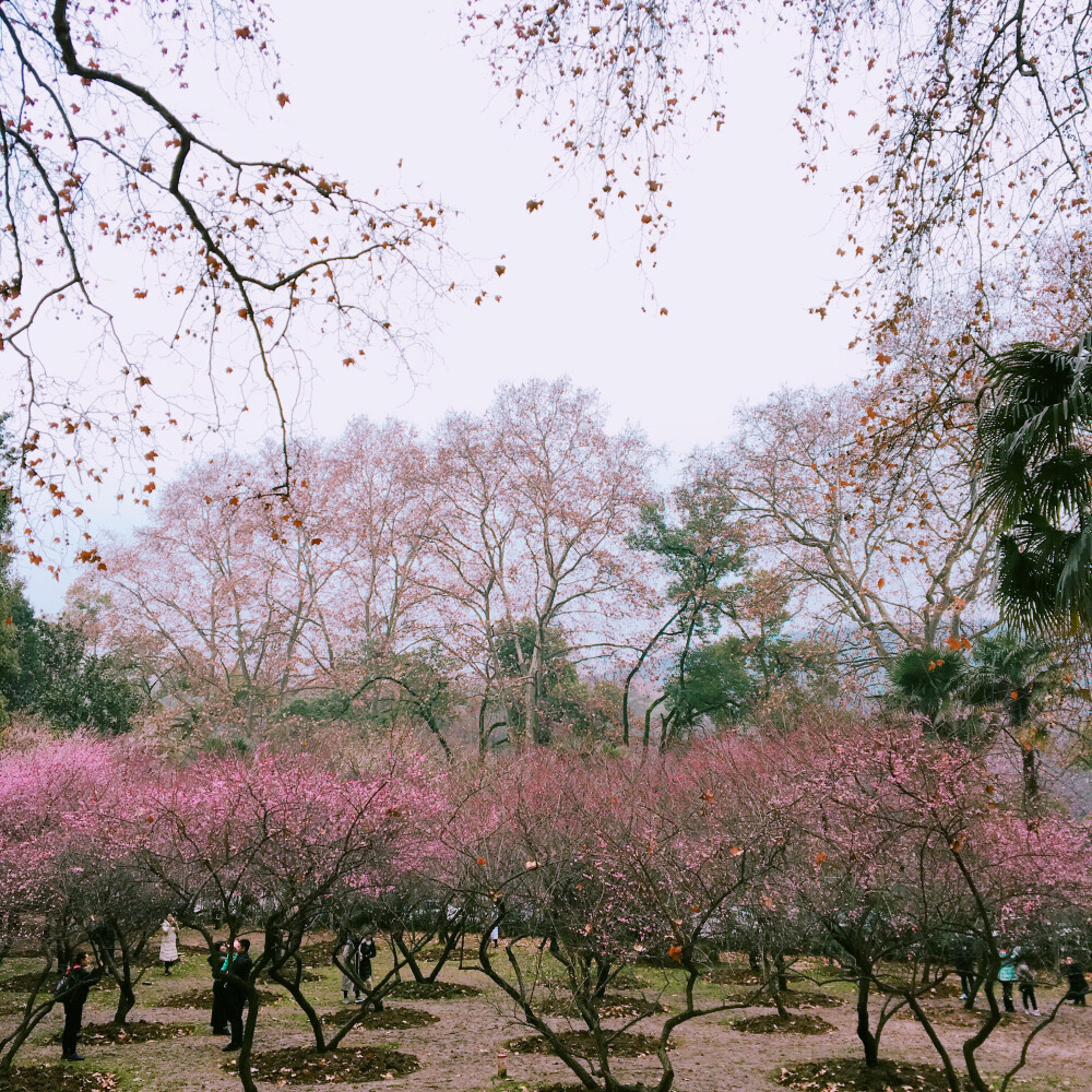 武汉·武大|花烂漫