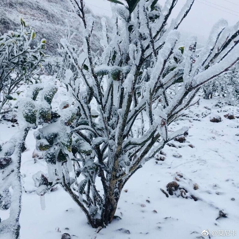 世界上最遥远的距离不是远方，而是被窝以外的地方，冰箱雪地里冷的不要不要的，摘菜都得带棍子敲