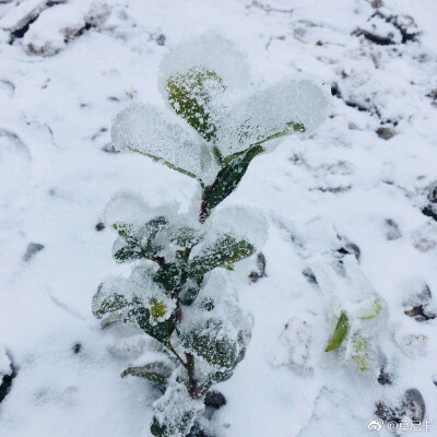 世界上最遥远的距离不是远方，而是被窝以外的地方，冰箱雪地里冷的不要不要的，摘菜都得带棍子敲