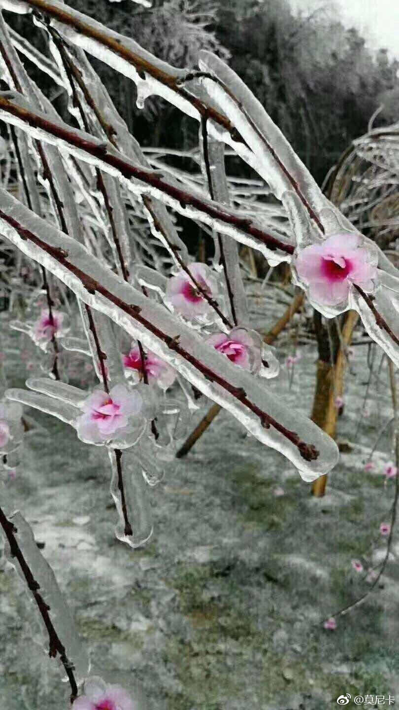 世界上最遥远的距离不是远方，而是被窝以外的地方，冰箱雪地里冷的不要不要的，摘菜都得带棍子敲