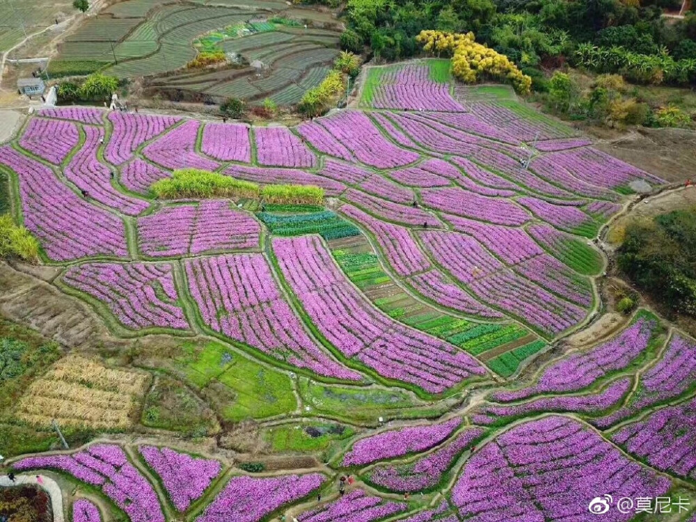 假日相约，一起沐浴在花的海洋里