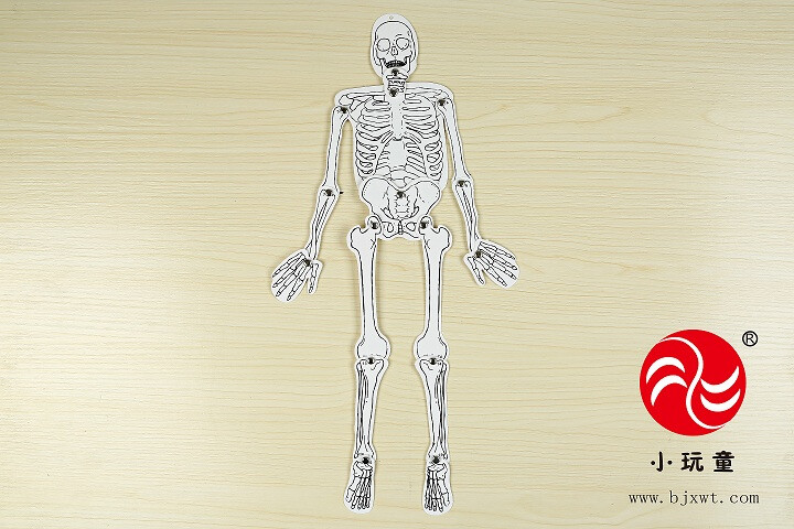 人体共有206块骨骼，分为颅骨、躯干骨和四肢骨3个部分。其中，有颅骨29块、躯干骨51块、四肢骨126块。
实验重点：初步了解人体骨骼组成
实验目的：1.了解人体骨骼的种类和作用
++++++++++2.认识从小养成正确的姿势习惯的重要性
实验认知：儿童的骨头实际上应是217-218块，初生婴儿的骨头多达305块，因为：儿童骶骨有5块，长大成人
后合为1块了。儿童尾骨有4-5块，长大时也合成了1块。儿童有2块髂骨、2块坐骨和2块耻骨，到成人就合并
成为2块髋骨了。这样加起来，儿童的骨头要比大人多11-12块。
实验步骤：1.实验准备
认识实验器材：人体骨骼卡片图、两脚钉
+++++++++++
