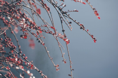 北京的冬天·相思豆·小鸭子