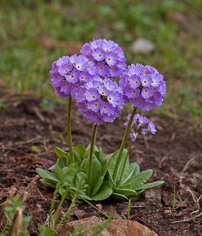 球花报春+Primula+denticulata+Smith