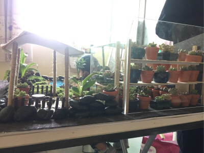 多肉植物园（展示设计模型）