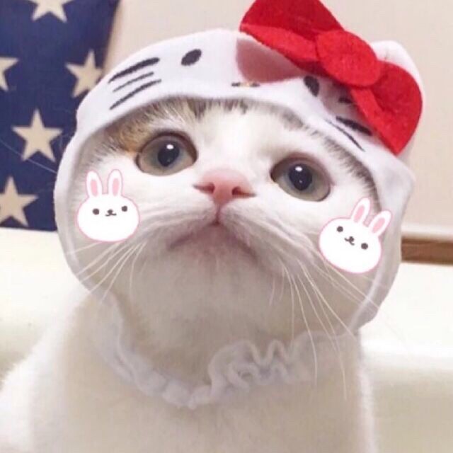 猫咪头像