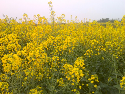 油菜花