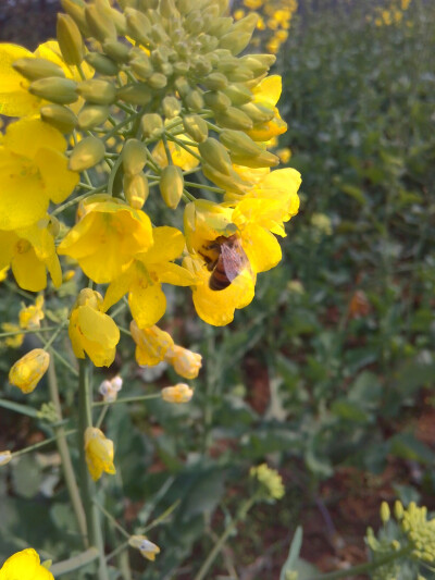 油菜花。蜜蜂。采粉