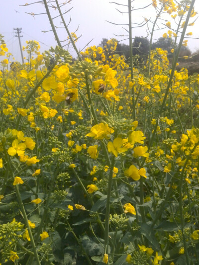 油菜花。蜜蜂。采粉