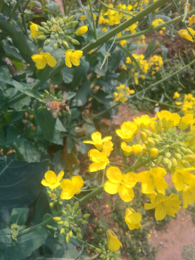 油菜花。蜜蜂。采粉