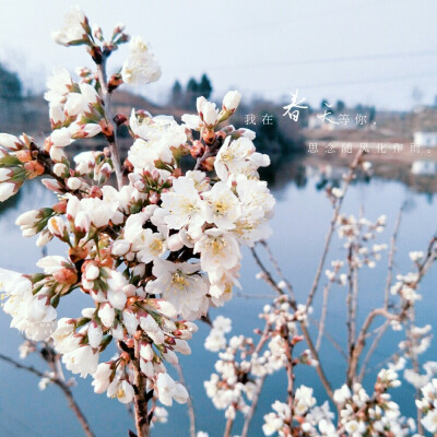 樱桃花开!