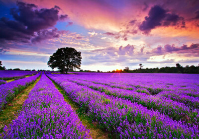 薰衣草（拉丁学名：Lavandula angustifolia Mill.）又名香水植物，灵香草，香草，黄香草，拉文德。属唇形科薰衣草属，一种小灌木。茎直立，被星状绒毛，老枝灰褐色，具条状剥落的皮层。叶条形或披针状条形，被或疏或…