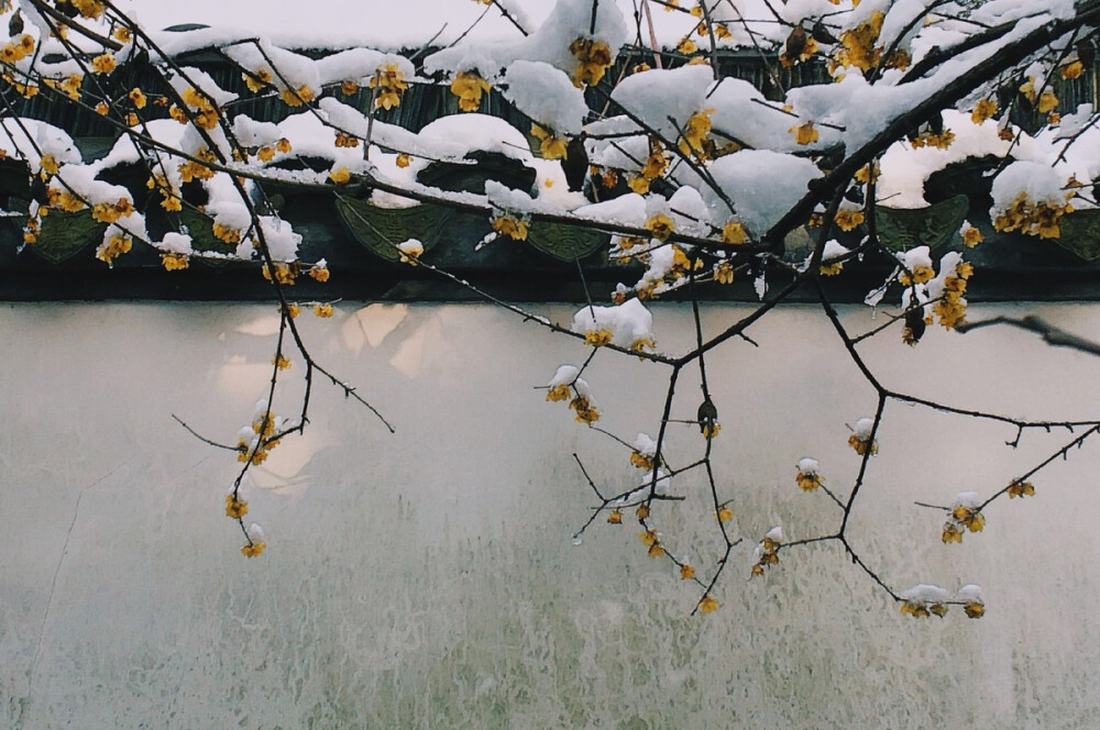 寒梅傲雪