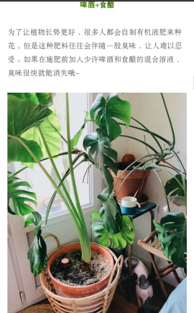 花的养护及观赏