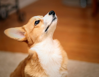 十分喜爱柯基犬，相信自己将来也会有一只过多只♡