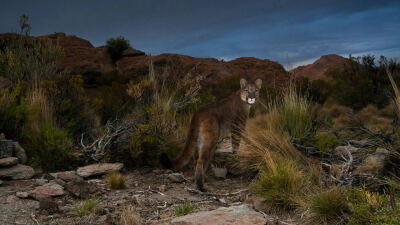 安第斯山脉的一只美洲狮，阿根廷（图文来自bing）
这只孤独的美洲狮行走在阿根廷的安第斯山脉，它也许正在寻找可以结群的小伙伴。每年的3月3日，联合国都会发起保护野生动物的活动。2018年联合国赞助活动的主题是保…